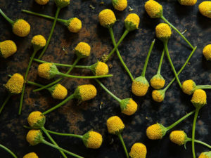Button - edible Flower
