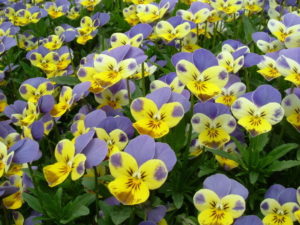 Flowers - Viola Tricolour