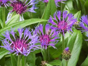 Cornflower - Edible Flower