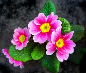 Primrose - Edible Flowers