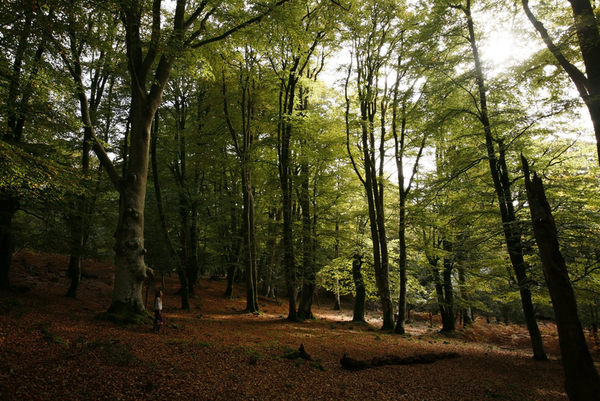 Forest Bathing