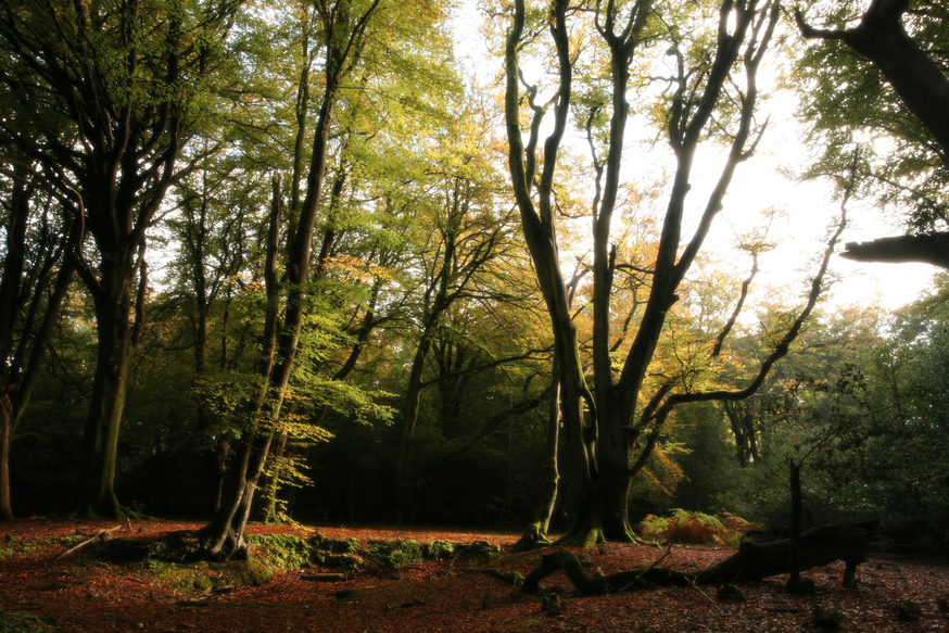 Forest Bathing